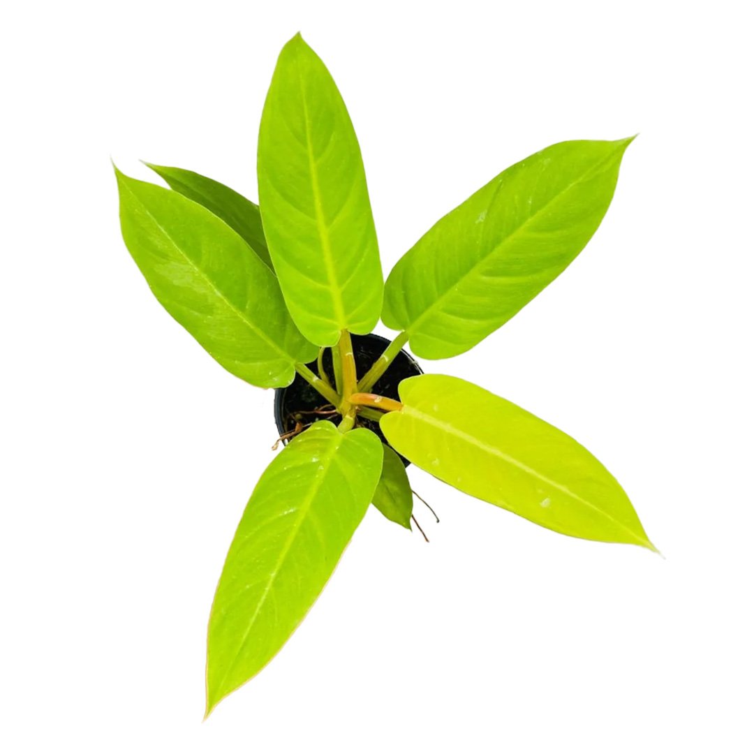 Philodendron Melinonii Gold
